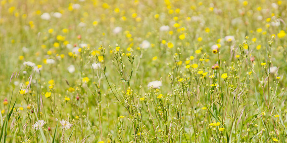 Colorado Wild Flowers