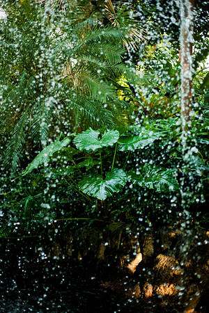 St. Louis