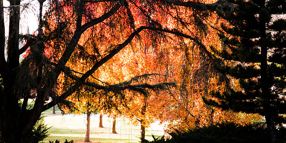 Autumn Leaves
